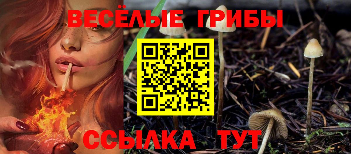 Псилоцибиновые грибы Psilocybe Азнакаево